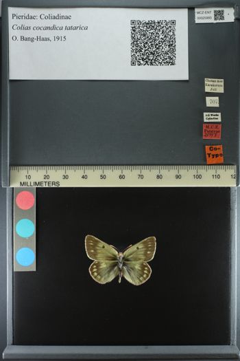 Media type: image;   Entomology 25993